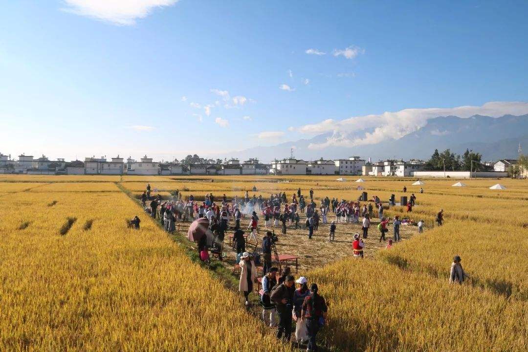 喜洲稻米文化節(jié)