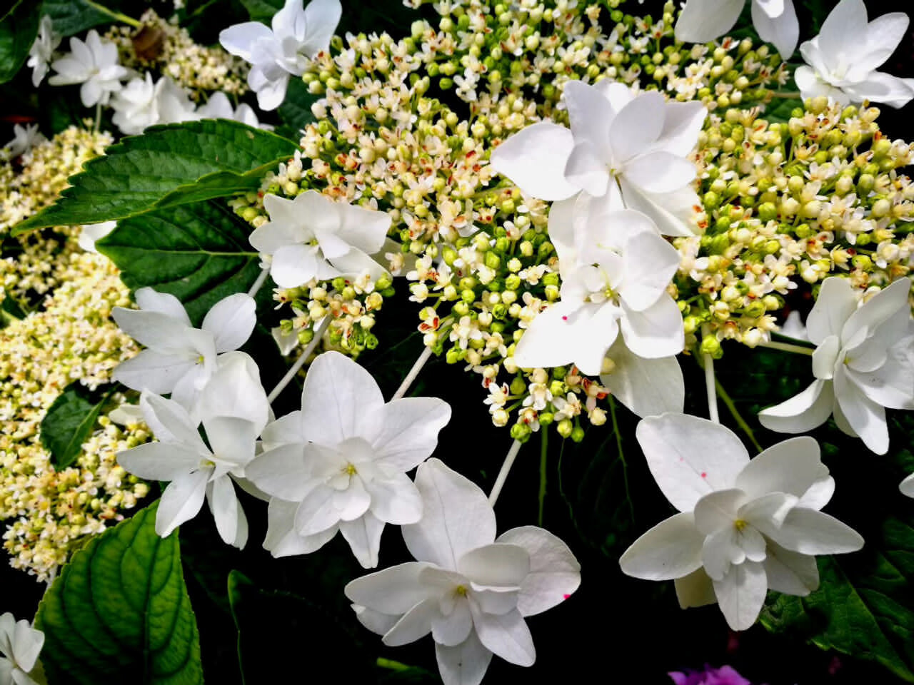 大理茶馬古道團(tuán)建鳳陽(yáng)邑古村落