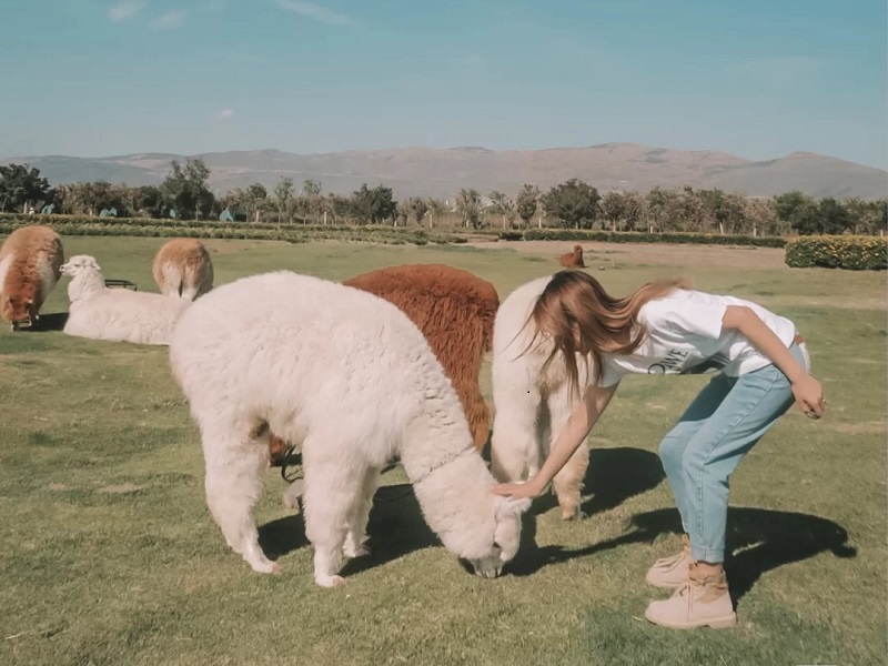大理古城邊的彩虹農(nóng)場太太太美啦?。?！