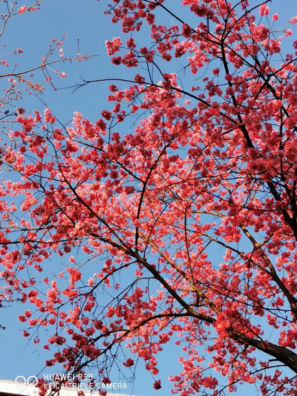 大理大學(xué)賞櫻季