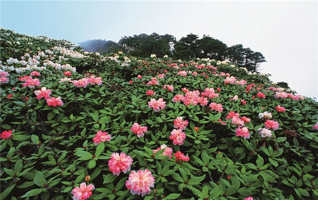 大理旅游 六月，蒼山等你赴一場(chǎng)花的“盛宴”！