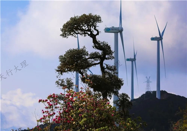 姹紫嫣紅醉春光 大理這片杜鵑花秘境藏不住了！