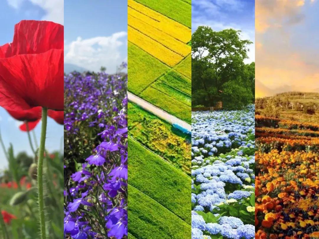 美麗大理的豐收色卡,大理秋季限定——豐收彩虹 你收到了嗎？