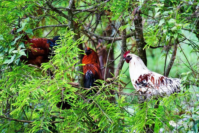 大理特色美食推薦：無(wú)量山烏骨雞，來(lái)大理旅游必嘗的美味