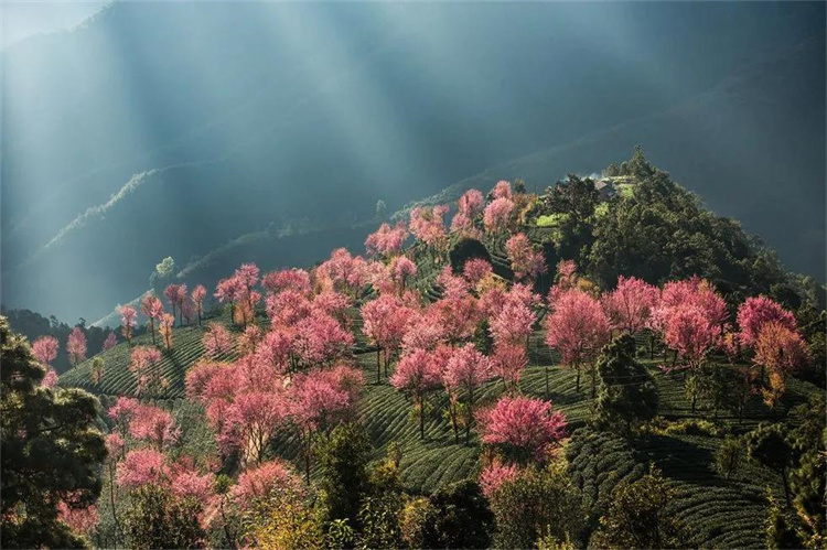 大理櫻花季：南澗無量，秘境花鄉(xiāng)——神仙姐姐居住的地方！快來大理旅游吧！