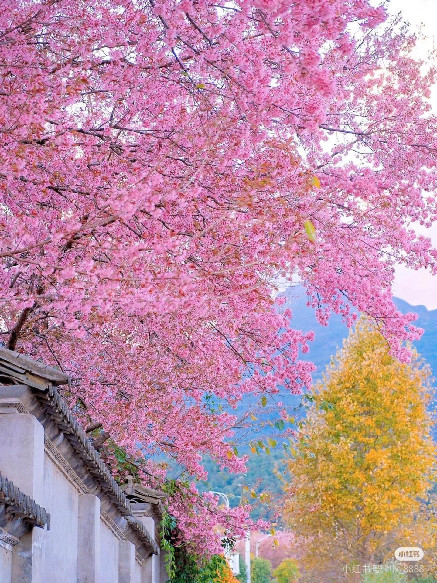 云南旅游,云南旅行社,云南團建公司,云南策劃公司,云南會議會展,云南策劃執(zhí)行,大理旅游,大理旅行社,大理團建公司,大理會議公司,大理會議會展,大理策劃公司:去云南才知道，最早的櫻花是開在冬天的